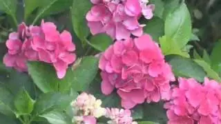 Cityline Hydrangea - Dwarf Hydrangea Series