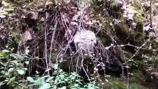 Hornets Nest in Rutland MA. New England Pest Control of NH/New England Chemical of MA 1-800-862-BUGS