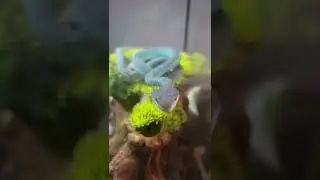 Amazing blue snake! Blue insularis pit viper! #reptiles #pitviper #venomoussnakes #zookeeper #snek