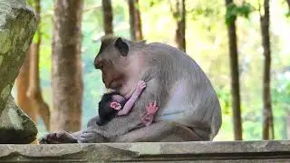 Jinx monkey to take on her baby on stone ,So she give feed milk on Them