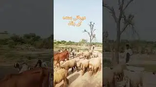 Dehati Sindh Ke rang#short# villagelife#short video#sobhari Sindh