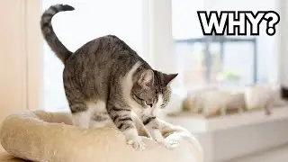 Why do cats knead with their paws?