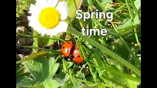 Seven-spot ladybirds mating (Coccinella septempunctata): a short love story & useful info about them
