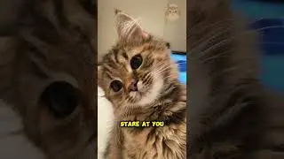 How Your Cat ACTUALLY Sees You! 🐱👀