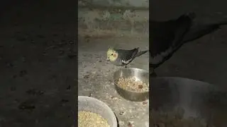 My cockatiel munching on soft food #cockatiel #cockatiels #lovebirds #budgies #shorts #viralshorts