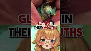 Этот сверчок плетет шелк ртом?!