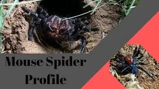 Spider Profile: How dangerous are Mouse Spiders?