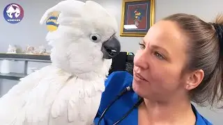 This Sick Cockatoo Survived 8 Surgeries And Found Joy With the Vet Who Saved Him