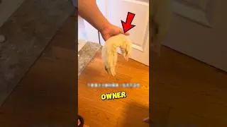 Этот кот думал, что его друг УМЕР 🐱💔 #шорты