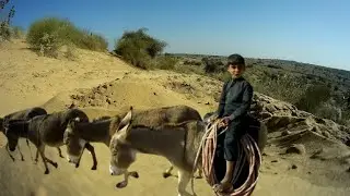 Mera Tiger In Desert #desertlife 