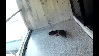 Rescuing a flying-fox stuck on a balcony:  this is Milson