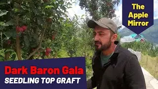 4 Year Gala Tree on Seedling !!!