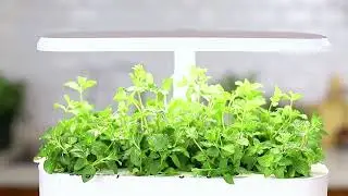 Smart Garden - BestSystems