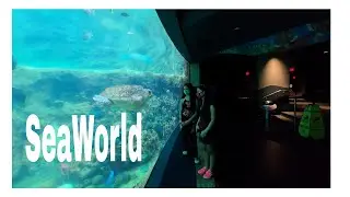 SEA WORLD | AQUARIUM | STINGRAY LAGOON | FLORIDA 2021
