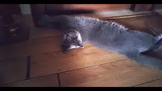 Five cats at home/家里の五只猫