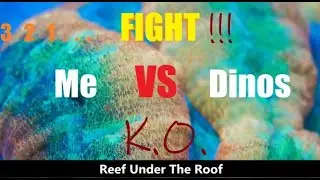 How I Won the Battle against Dinoflagellates (How to Beat Dinos in a Reef Tank for good!)