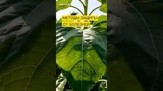 📌 Ключевые методы защиты и профилактики