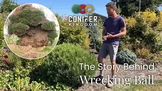 Wrecking Ball Pine - The Craziest Witch's Broom!