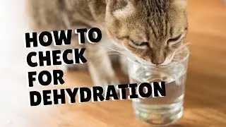 How To Tell If Your Cat's Dehydrated | Two Crazy Cat Ladies