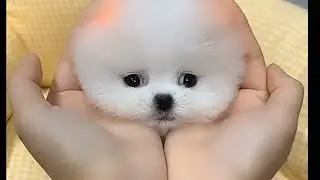 Cute Mini Pomeranian/mini puppy/cute dog/Cute puppy/Cutest puppies/cute doggy New Funny video#2023
