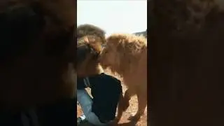 LION ATTACKS MAN! #wildlifeattacks #beastshorts