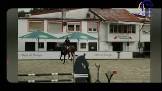 2021 Hannoverian stallion by Comme Il Faut  Future EQ star  FOR SALE