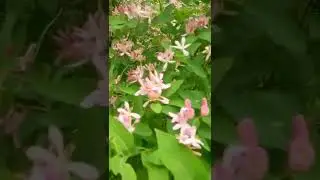 Flores de madressilva: esta &eacute; uma decora&ccedil;&atilde;o para o seu jardim
