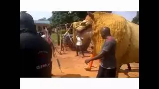 Masquerade Lion in Idah Kogi State Nigeria