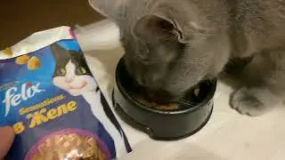 Дегустация влажного корм Felix&reg; Sensations для кошек, утка со шпинатом в пауче
