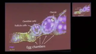 Advantages of not Completing Mitotic Cell Division