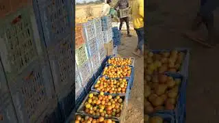#tomato farming# //yadav krishi farm//tamatar ki best variety//#indian farmer#