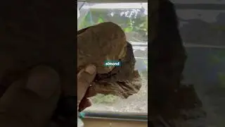 Adding INDIAN ALMOND LEAF in BETTA FISH nano planted tank | full moon betta fish tank #shorts