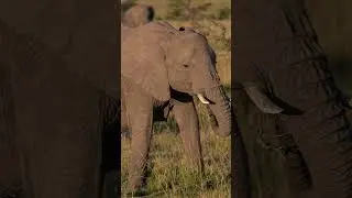 the biggest aminal that live on ground #nature