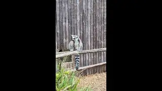 The ring-tailed lemurs are popping out to say hello.