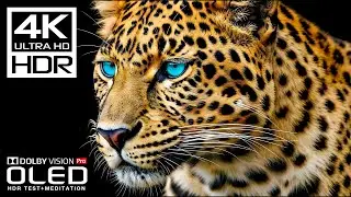 Amazing 4K HDR Dolby Vision (60fps 4K Video)