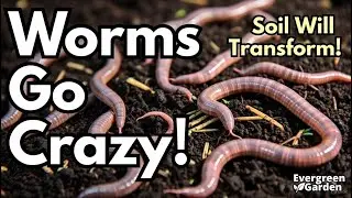Bigger Worms, Super Rich Soil &ndash; The Rice Trick Every Gardener Needs