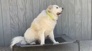 K&H Pet Products Elevated Dog Beds Review