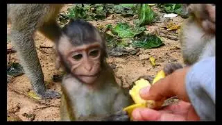 In the morning orphan Lizza, Carlino, Copper, Mona &others so hungry/ giving them banana eating.