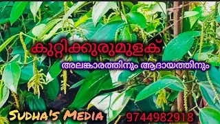 കുറ്റിക്കുരുമുളക് പരിപാലനം, അലങ്കാരത്തിനും ആദായത്തിനും
