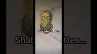 Shababs botten Remix