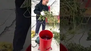 #короткоевидео #индонезийскиефермеры #молодыефермеры #фермерство101