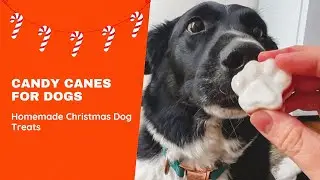 Candy Cane Bladder Dog Treats 🎅 Homemade DIY Christmas Dog Treats