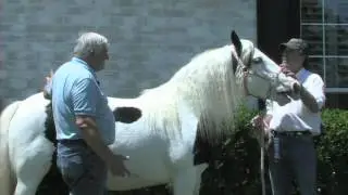 Gypsy Horse Conformation: Part 12 Effect of Color in the Show Ring