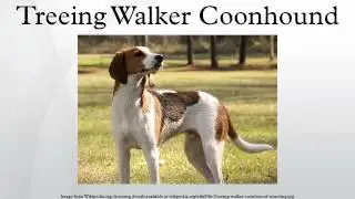 Treeing Walker Coonhound