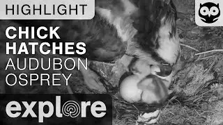 Osprey Chick Hatches - Audubon Osprey - Live Cam Highlight
