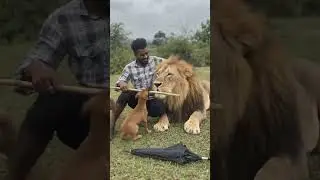 are dekho sher aa gaya 😲#shere #shortsfeed #comedy #shortsyoutube #funny #shortsvideo #shorts
