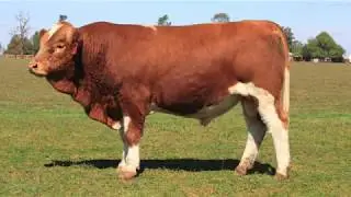 Lot 56  - Tennysonvale Porter (P)