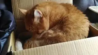 ちょうどいい箱で、身だしなみタイム