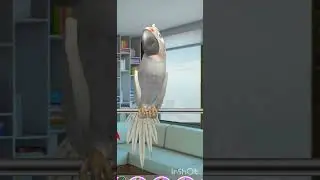 #parrets #petparrotstv featheredfriends #lovebirds #macaws #instabirds #birds #parrotparrot #petbird