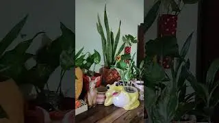 24 hours giving oxygen Plant #snakeplant #oxygenplant #homegarden #plants